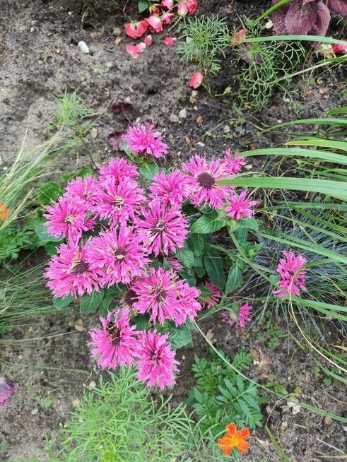 Panią 45- 65 na dłużej