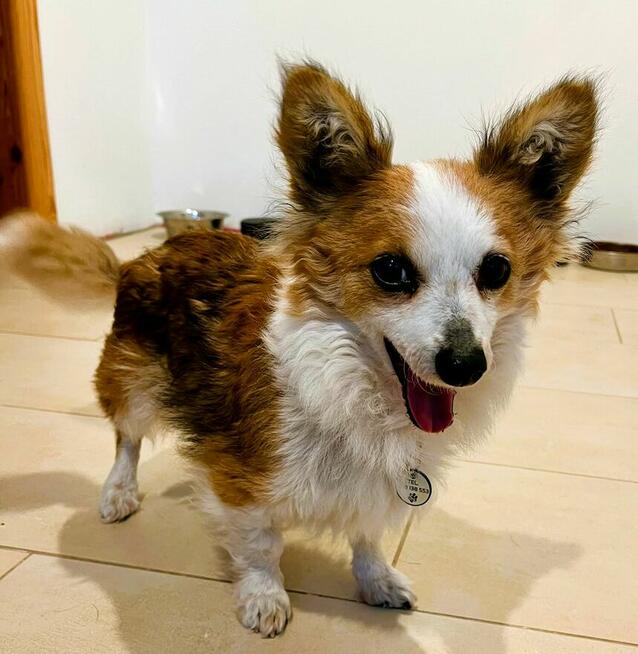 MAŁA MI - cudna, mała sunia szuka domu