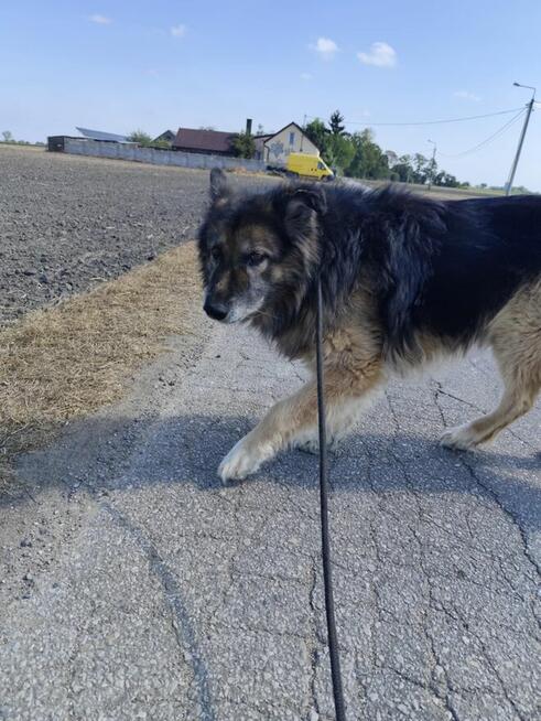 Aron - kochany, przyjazny owczarek szuka domu!