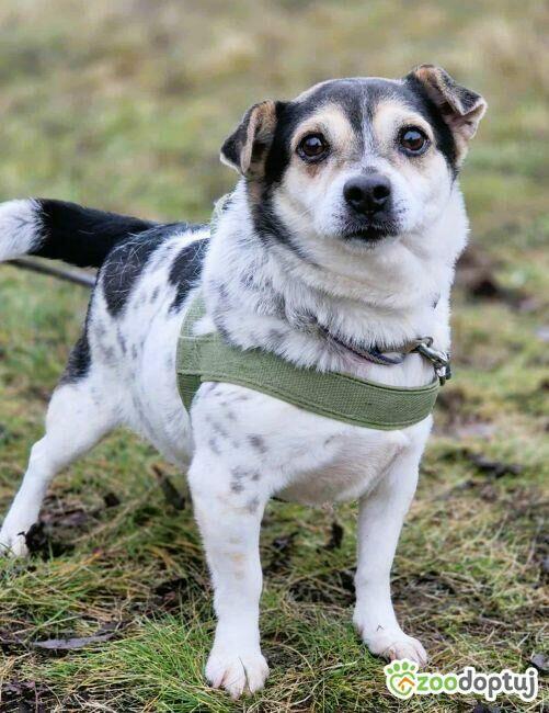 OLUŚ - niewielki, wrażliwy psiak szuka domu