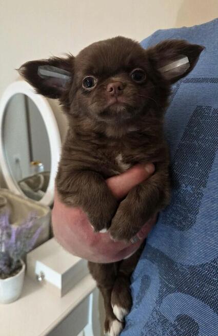 Chihuahua czekoladowa długowłosa
