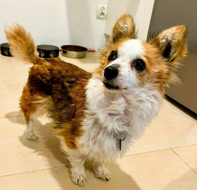 MAŁA MI - cudna, mała sunia szuka domu