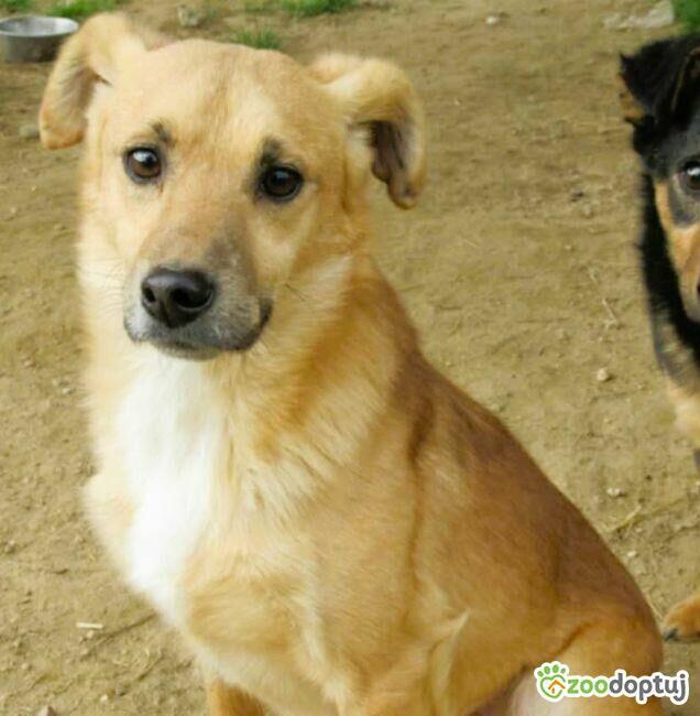 SONIK - niewielki psiak za kratami schroniska, adoptuj!