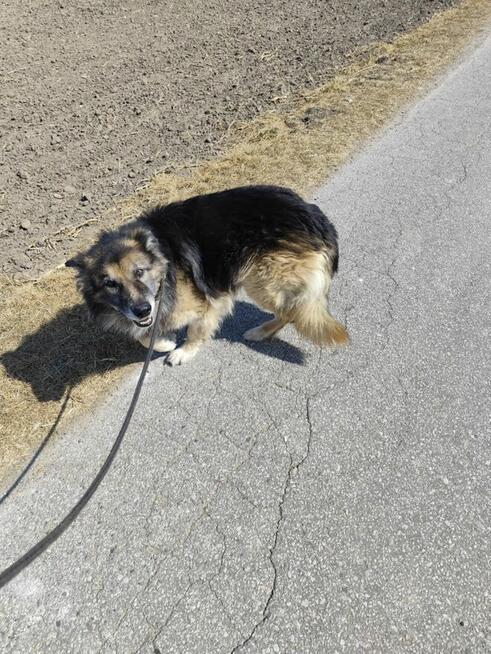 Aron - kochany, przyjazny owczarek szuka domu!