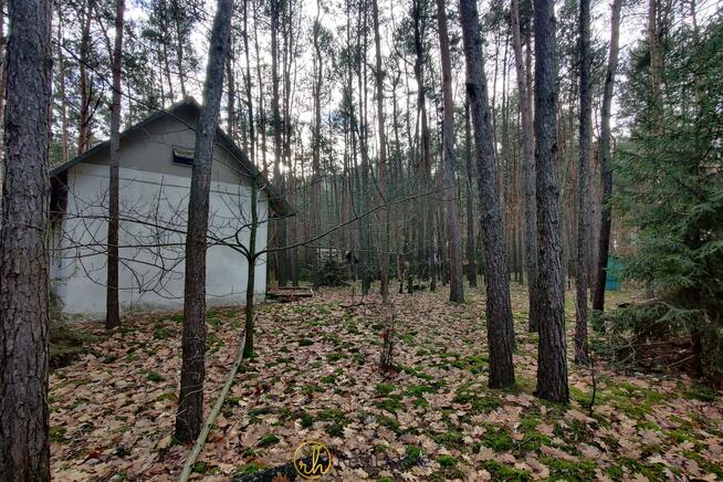 Działka leśna Joniec, Wiekowej Sosny
