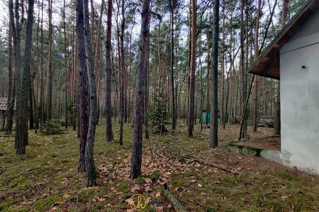 Działka leśna Joniec, Wiekowej Sosny