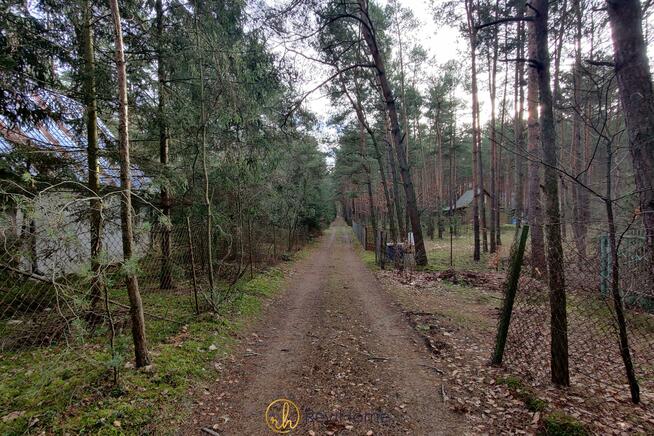 Działka leśna Joniec, Wiekowej Sosny