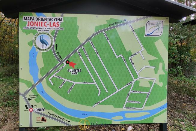 Działka leśna Joniec, Wiekowej Sosny