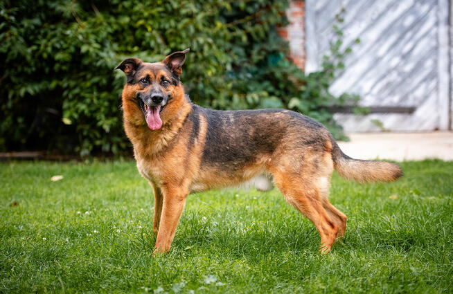 Fantastyczny Lizak - niekonfliktowy, rodzinny psiak!