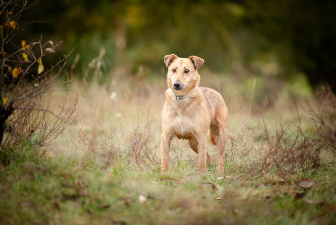 Snikers - kot w ciele psa szuka domu!