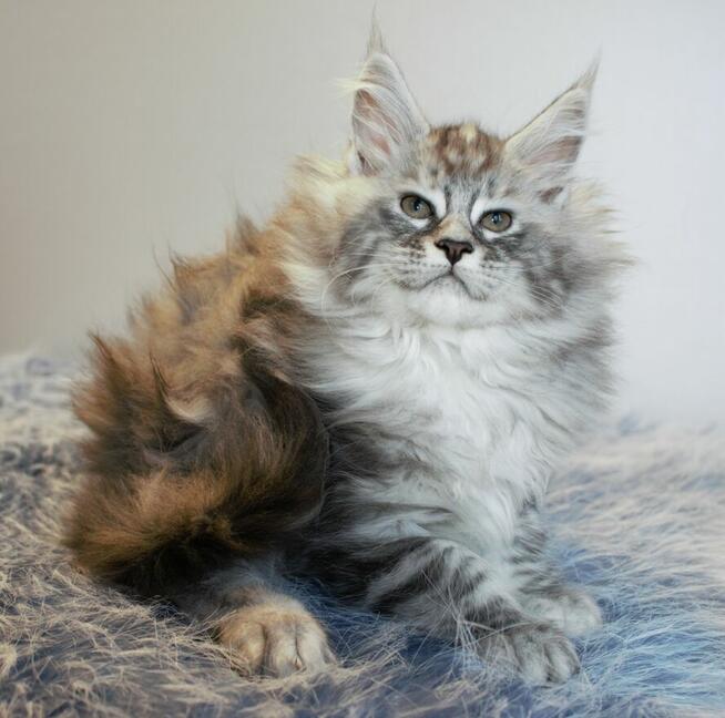 Koteczka maine coon