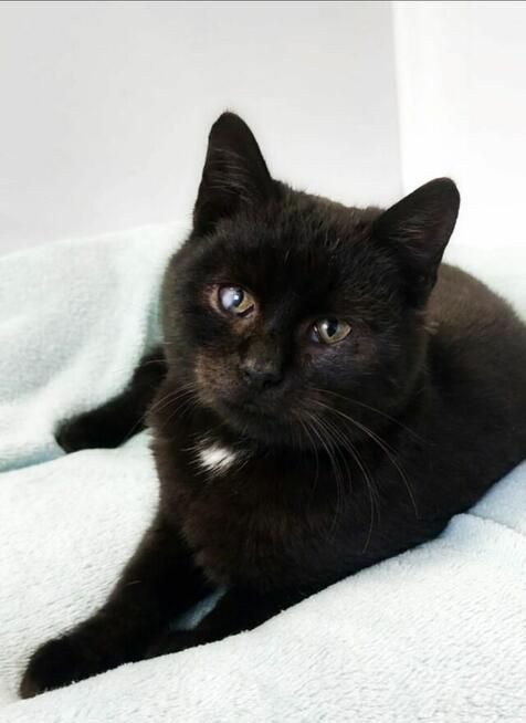 7 miesięczny kotek Onyks szuka domu!