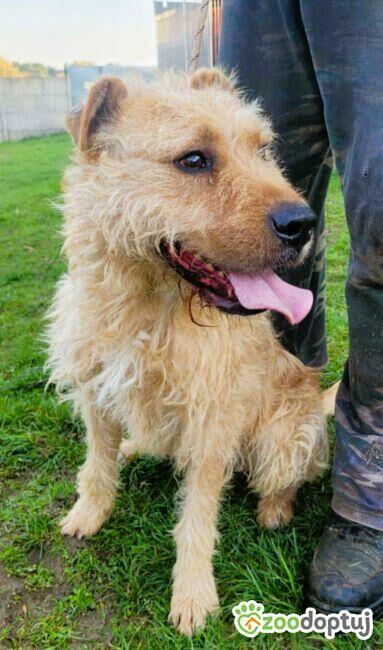 PESTO - piękny psiak w typie terriera szuka dobrego domu