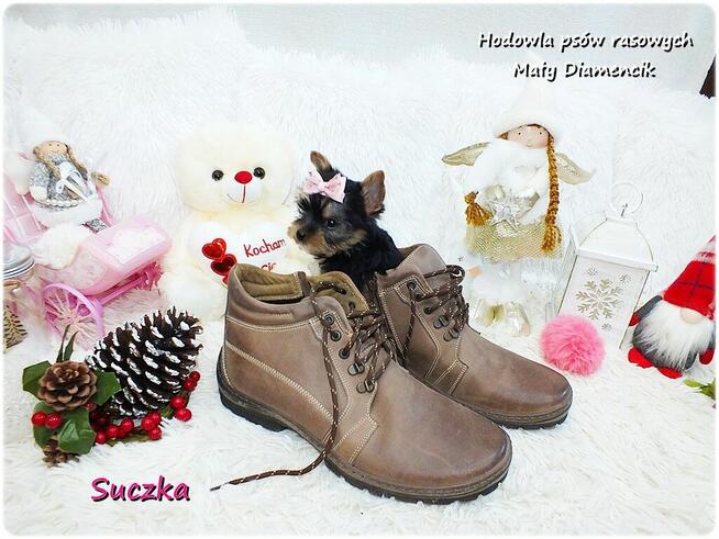 Mini XS !! Malutka Suczka Yorkshire Terrier Do REZERWACJI !!
