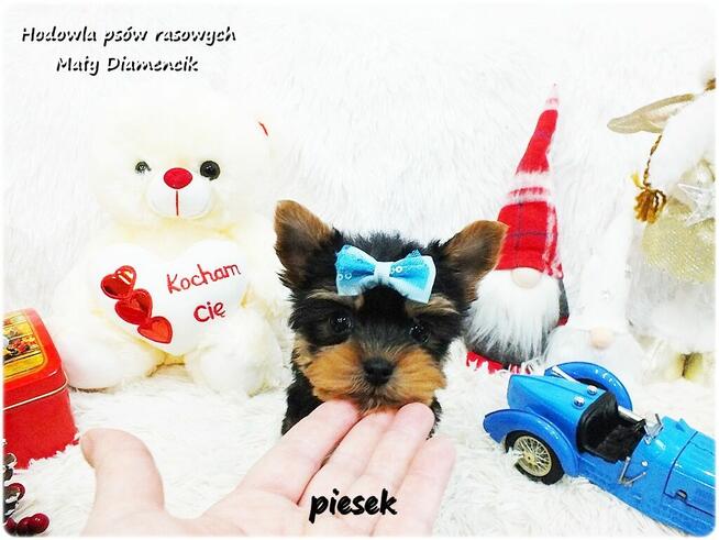 Mini XS !! Malutki Piesek Yorkshire Terrier Do REZERWACJI !!