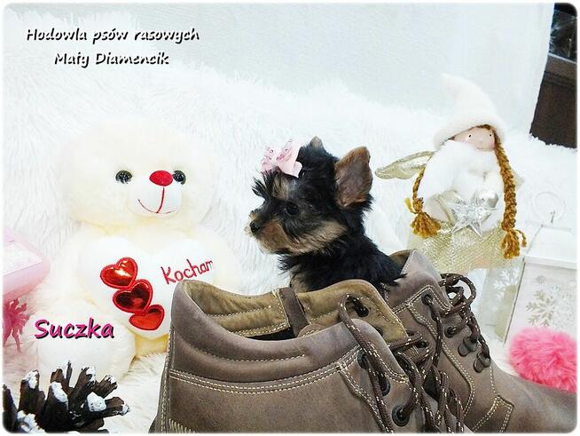 Mini XS !! Malutka Suczka Yorkshire Terrier Do REZERWACJI !!