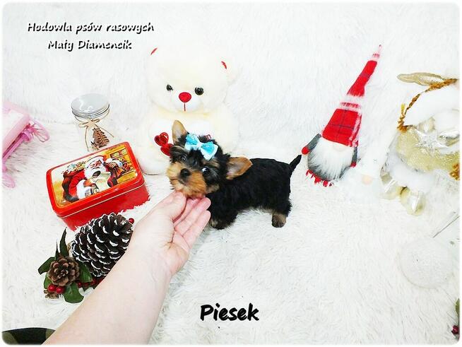 Mini XS !! Malutki Piesek Yorkshire Terrier Do REZERWACJI !!