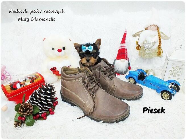 Mini XS !! Malutki Piesek Yorkshire Terrier Do REZERWACJI !!