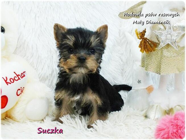 Mini XS !! Malutka Suczka Yorkshire Terrier Do REZERWACJI !!
