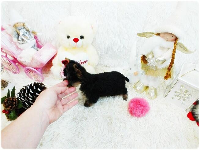 Mini XS !! Malutka Suczka Yorkshire Terrier Do REZERWACJI !!