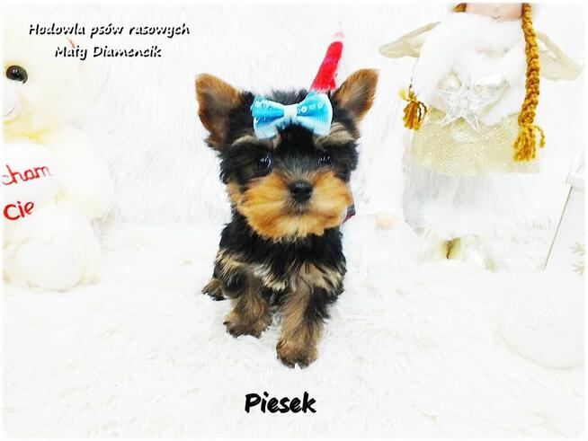 Mini XS !! Malutki Piesek Yorkshire Terrier Do REZERWACJI !!
