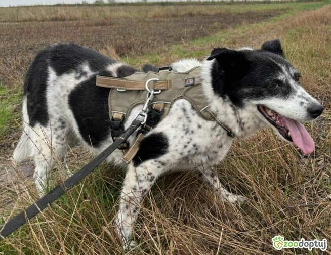 BONA - bita i poniewierana sunia prosi o dom