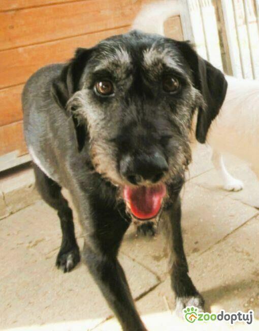 BRÓDKA - cudna sunia w typie mini wyżła szuka domu