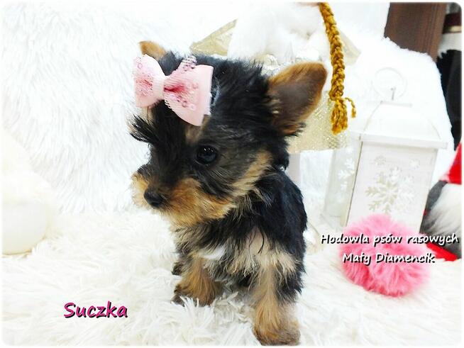 Mini XS !! Malutka Suczka Yorkshire Terrier Do REZERWACJI !!