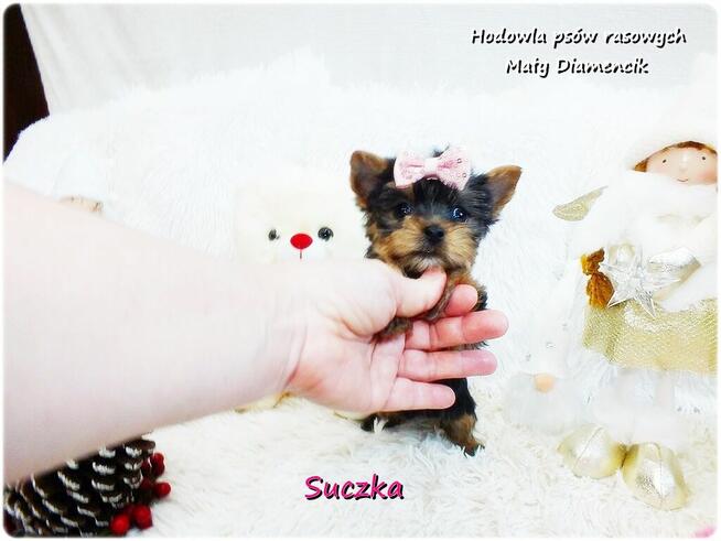 Mini XS !! Malutka Suczka Yorkshire Terrier Do REZERWACJI !!