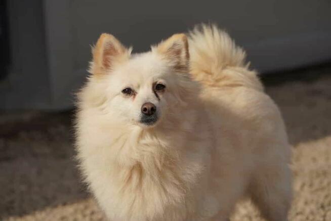 Psotka - mała sunia, szukająca spokojnego domu