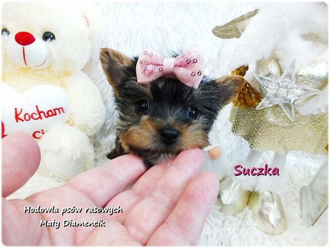 Mini XS !! Malutka Suczka Yorkshire Terrier Do REZERWACJI !!