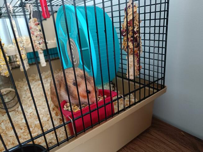 Oddamy za darmo w dobre ręce Chomika Syryjskiego