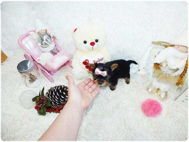 Mini XS !! Malutka Suczka Yorkshire Terrier Do REZERWACJI !!