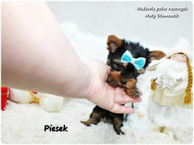Mini XS !! Malutki Piesek Yorkshire Terrier Do REZERWACJI !!