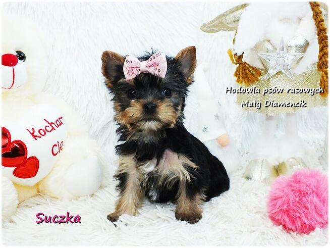 Mini XS !! Malutka Suczka Yorkshire Terrier Do REZERWACJI !!
