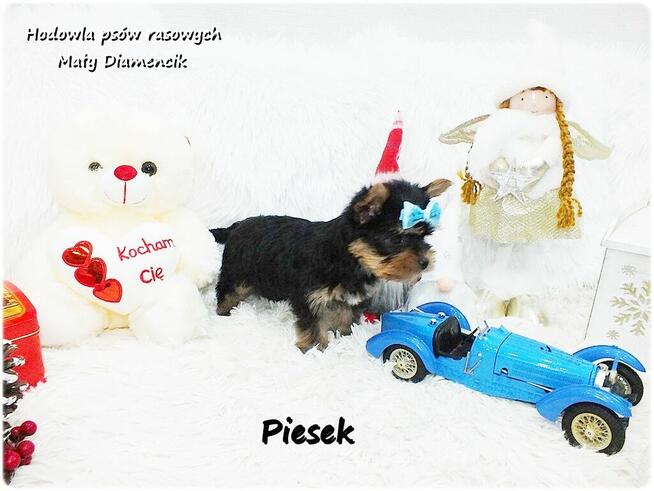 Mini XS !! Malutki Piesek Yorkshire Terrier Do REZERWACJI !!