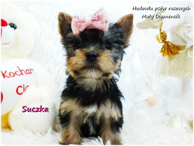 Mini XS !! Malutka Suczka Yorkshire Terrier Do REZERWACJI !!