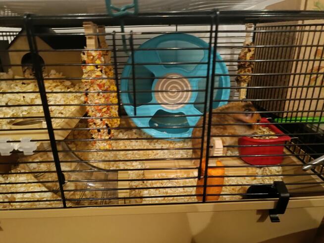 Oddamy za darmo w dobre ręce Chomika Syryjskiego