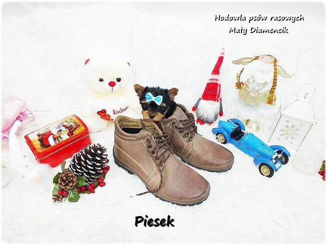 Mini XS !! Malutki Piesek Yorkshire Terrier Do REZERWACJI !!