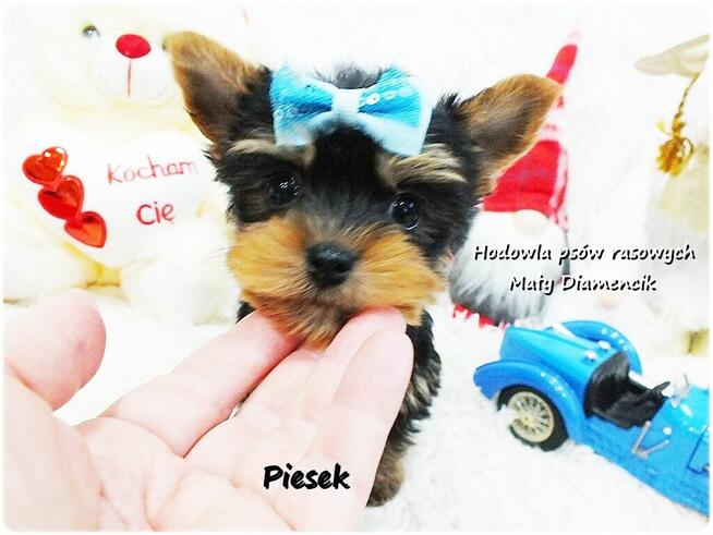 Mini XS !! Malutki Piesek Yorkshire Terrier Do REZERWACJI !!
