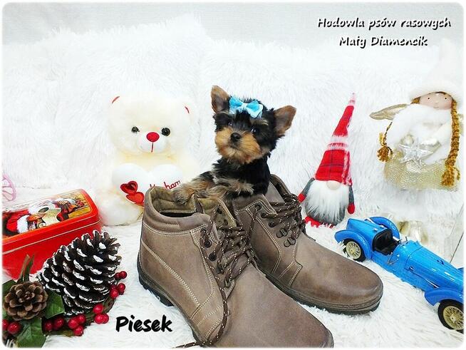 Mini XS !! Malutki Piesek Yorkshire Terrier Do REZERWACJI !!