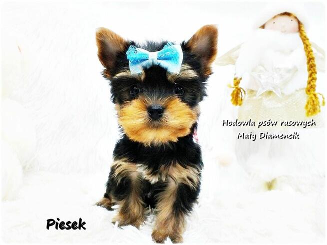 Mini XS !! Malutki Piesek Yorkshire Terrier Do REZERWACJI !!
