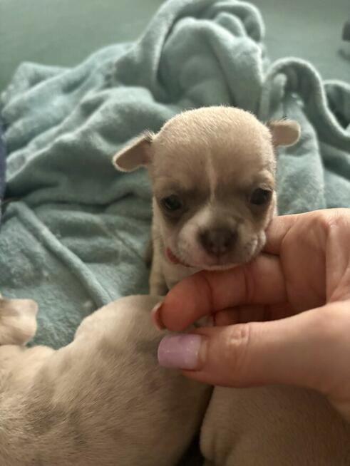 Chihuahua szczenięta krotkowlose