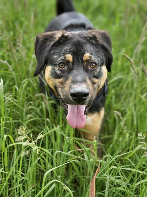 Koral czeka na gwiazdkowy cud:)