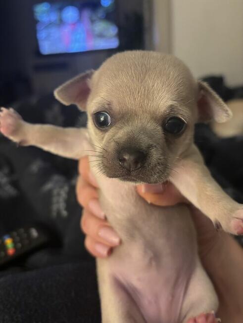 Chihuahua szczenięta krotkowlose
