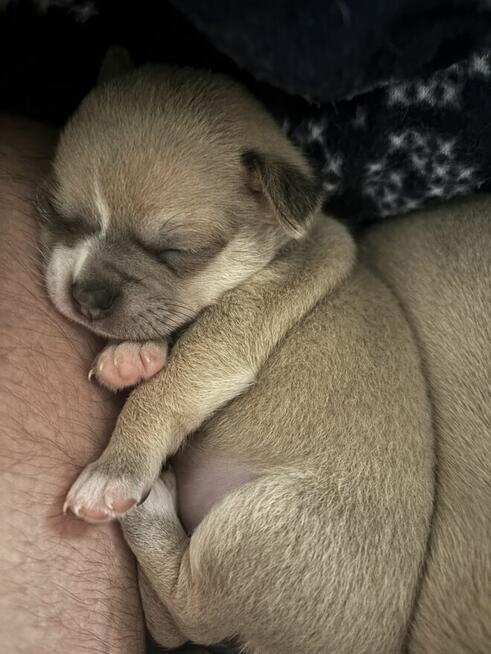 Chihuahua szczenięta krotkowlose