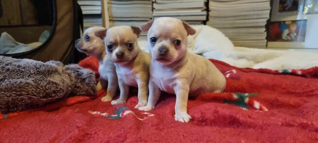 Chihuahua szczenięta krotkowlose