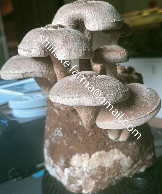 Shiitake świeże grzyby