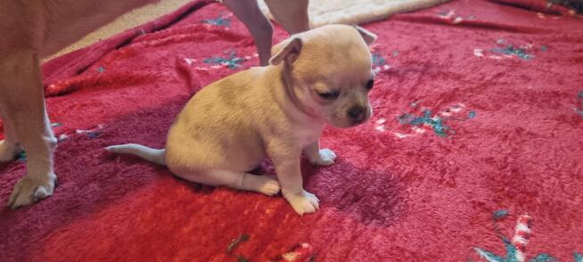 Chihuahua szczenięta krotkowlose