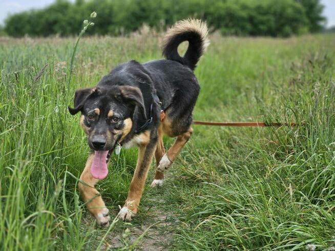 Koral czeka na gwiazdkowy cud:)